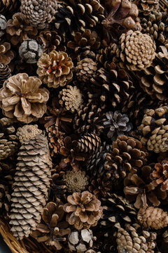 Pine cones background