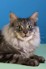 Skogkatt Igor Cat