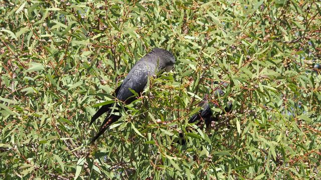 One female Forest Red-tailed Black Cockatoo feeding in a Jarrah tree. Green leafy background. Not windy.