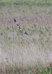 Marsh Harrier Hunting