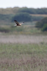 Marsh Harrier Hunting