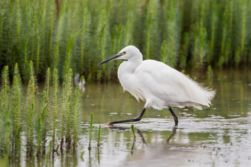 Little Egret