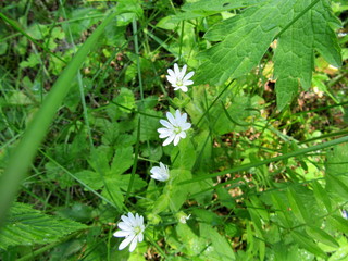 Лесные цветы