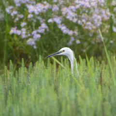 Little Egret