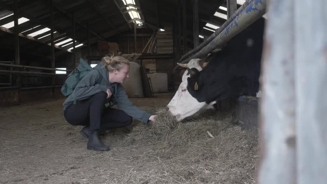 Young Woman Feeding Cows Hay on an Organic Dairy Farm