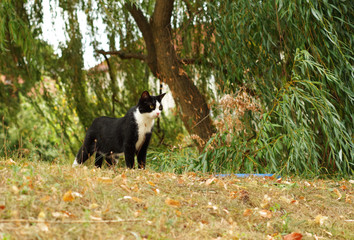 junge Europ&auml;isch Kurzhaar Katze 