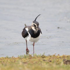 Lapwing