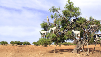 Fototapeta na wymiar Goats on the argan tree, Morocco