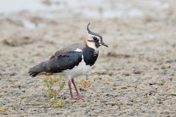 Lapwing
