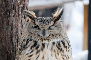 Sleeping owl in the zoo, Hokkaido , Japan