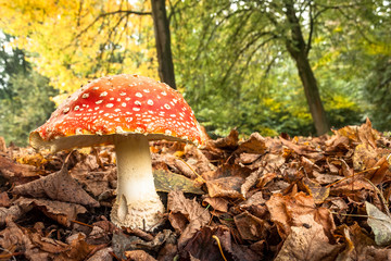 A very large red mushrooms with white dots
