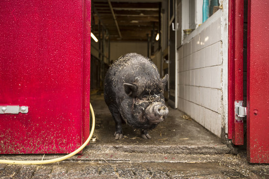 Vietnamese pig in a city farm