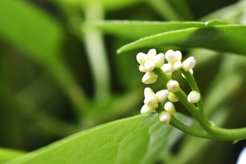 White flowers and green leaves on a blurred background
