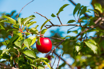 A plum on a tree in a sunny day