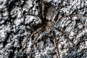 Macrophoto of a spider.