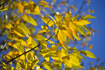 Autumn branch with yellowing leaves against blue sky
