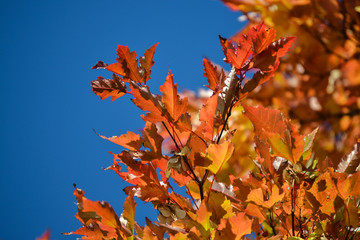 Red maple leaves against the blue sky. Autumn concept