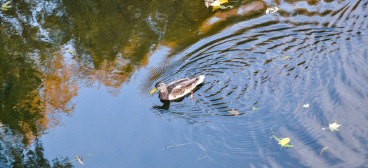 Duck swims on the lake