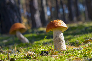 two big leccinum grows in wood