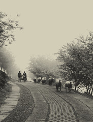 Lovers. Two young people walking hand in hand in the foggy morning on the road. A line of sheep passes by.