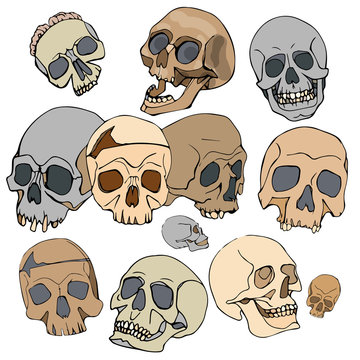 pattern with skulls, vector