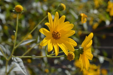 Close-up of Jerusalem Artichoke Flowers, Sunroot, Nature, Macro