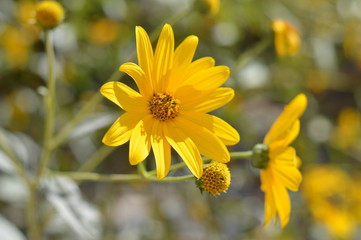 Close-up of Jerusalem Artichoke Flowers, Sunroot, Nature, Macro