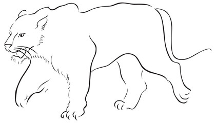 stroke vector hand drawn illustration with tiger on white