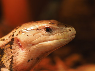 Gemeiner Blauzungenskink