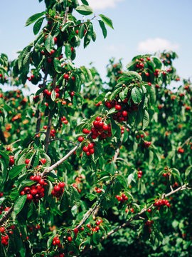Red Cherries Hanging From Branches