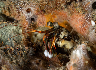 Fangschreckenkrebs im Meer bei Anilao auf den Philippinen