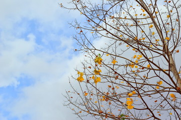 Autumn came. On aspen rare yellow leaves. Blue sky background. Close up. Copy space.
