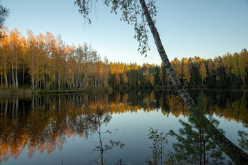 Forest lake 12