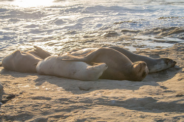 Romantic scene on the beach, seal style