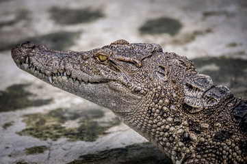 Portrait of freshwater Crocodile in a farm in Thailand, Phuket Crocodile farm, feeding the Crocodylus with raw chicken, it is one of the tourist attraction in Phuket