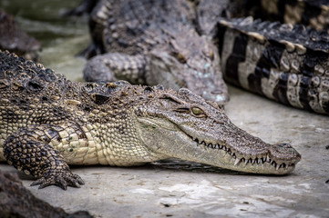 Portrait of freshwater Crocodile in a farm in Thailand, Phuket Crocodile farm, feeding the Crocodylus with raw chicken, it is one of the tourist attraction in Phuket