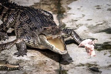 Portrait of freshwater Crocodile in a farm in Thailand, Phuket Crocodile farm, feeding the Crocodylus with raw chicken, it is one of the tourist attraction in Phuket