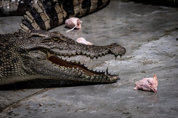 Portrait of freshwater Crocodile in a farm in Thailand, Phuket Crocodile farm, feeding the Crocodylus with raw chicken, it is one of the tourist attraction in Phuket