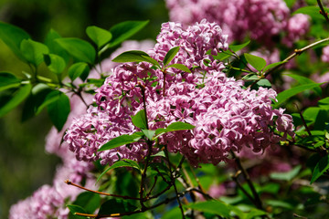 Obraz na płótnie Canvas Purple lilac flowers on a bush