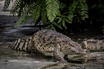 Portrait of freshwater Crocodile in a farm in Thailand, Phuket Crocodile farm, feeding the...