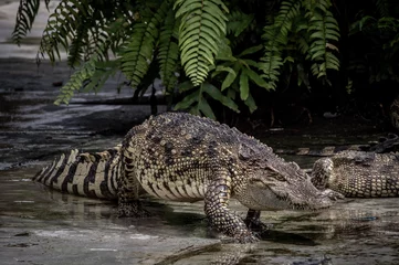 Foto op Plexiglas Portrait of freshwater Crocodile in a farm in Thailand, Phuket Crocodile farm, feeding the Crocodylus with raw chicken, it is one of the tourist attraction in Phuket © Sharpnaja