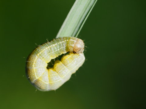 Raupe des kleinen Frostspanners