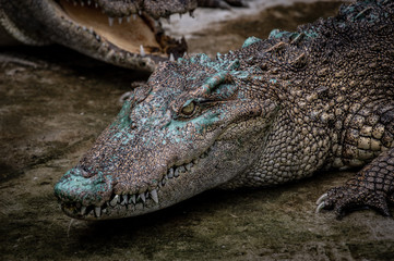 Portrait of freshwater Crocodile in a farm in Thailand, Phuket Crocodile farm, feeding the Crocodylus with raw chicken, it is one of the tourist attraction in Phuket
