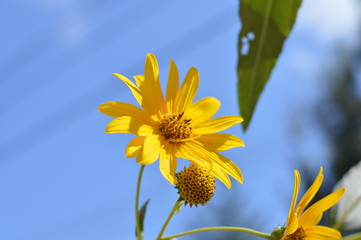 Close-up of Jerusalem Artichoke Flowers, Sunroot, Nature, Macro