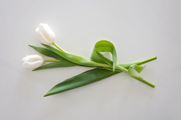 two white tulips on a table were used as a Spring interior decoration