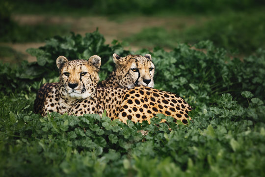 Two Cheetahs