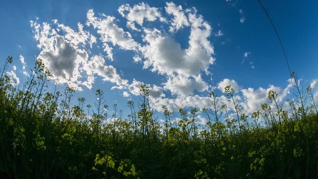 Yellow flowers under a blue sky with running clouds