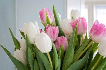 White and pink tulips on a white table were used as a Spring decoration background