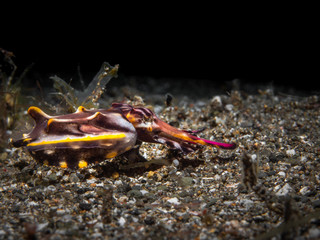 Pracht Sepia im Meer bei Anilao auf den Philippinen