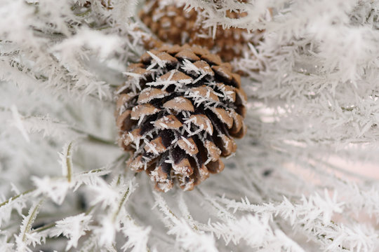 Hoar frost on cone and needles of a tree